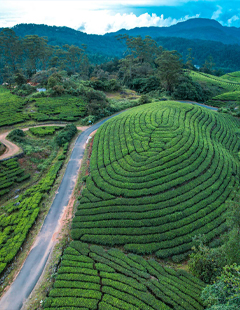 munnar-destinations
